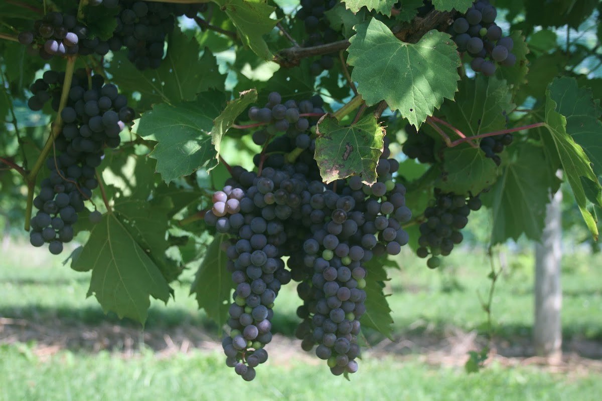 Branches Winery
