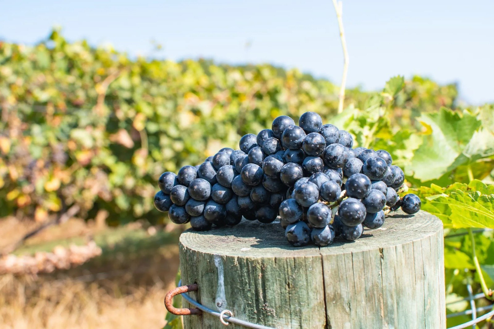 Engelheim Vineyards