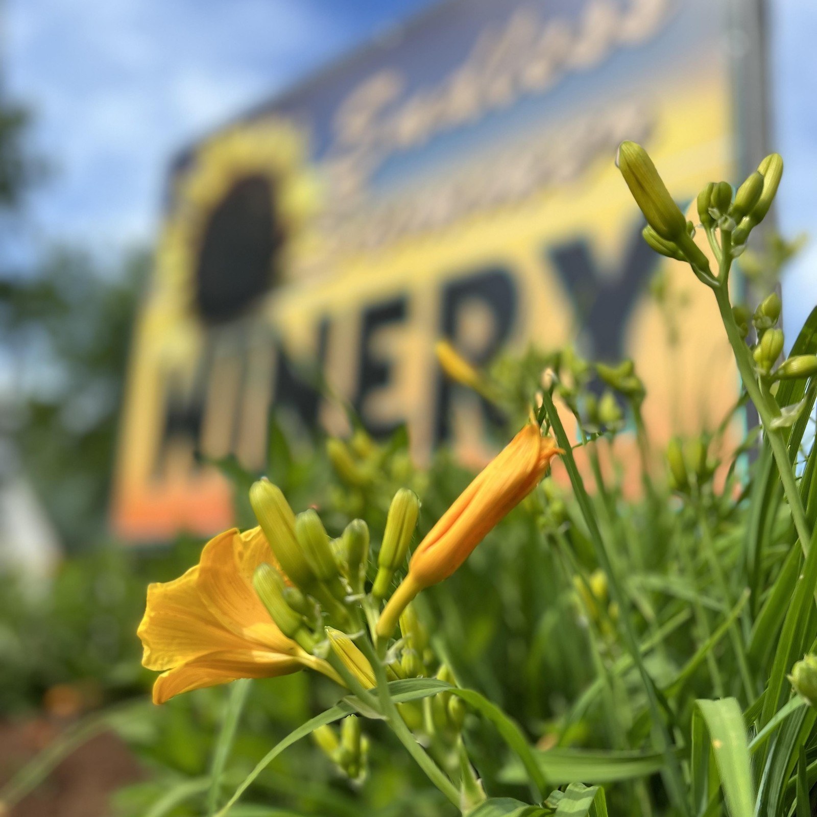 The Endless Summer Winery
