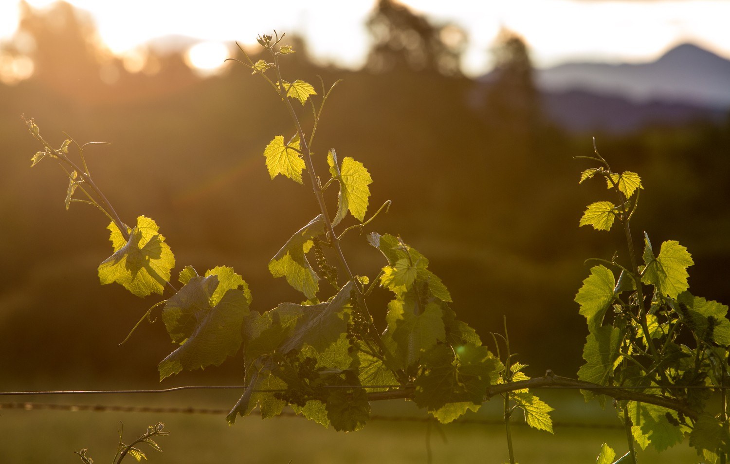 Simoneau Vineyards