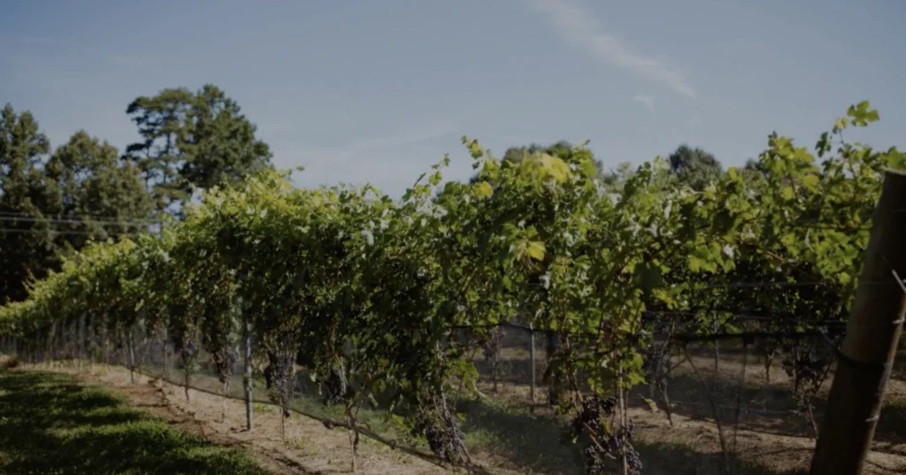 Pizano-DeLuca Family Vineyards