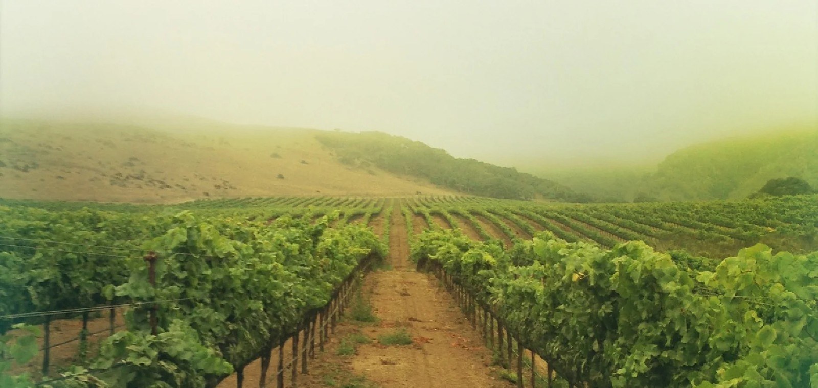 Habit Wine Company