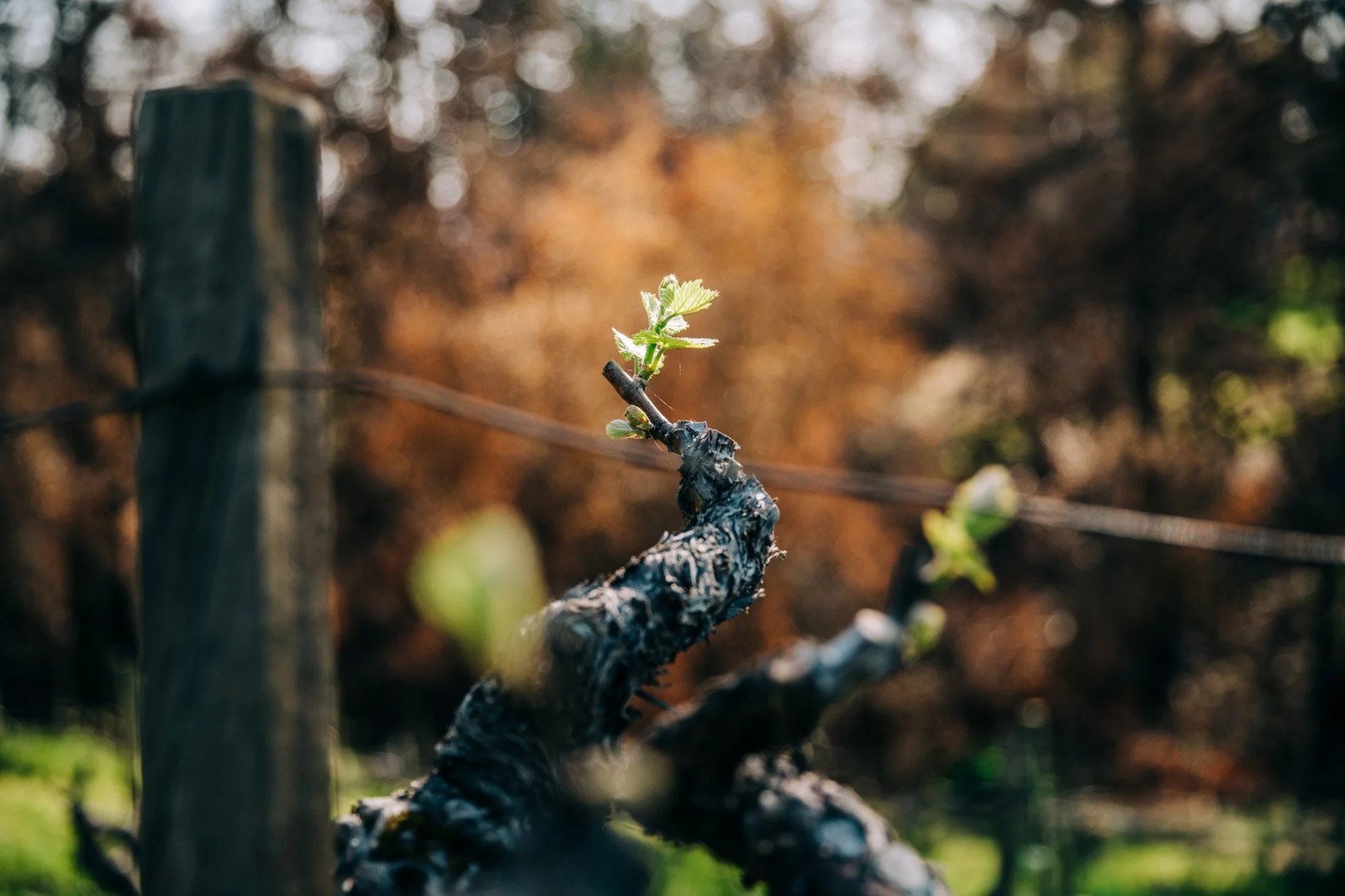 Lawrence Wine Estates LLC