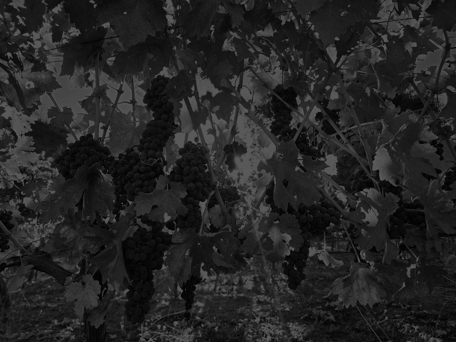 Aadland Moody Vineyards