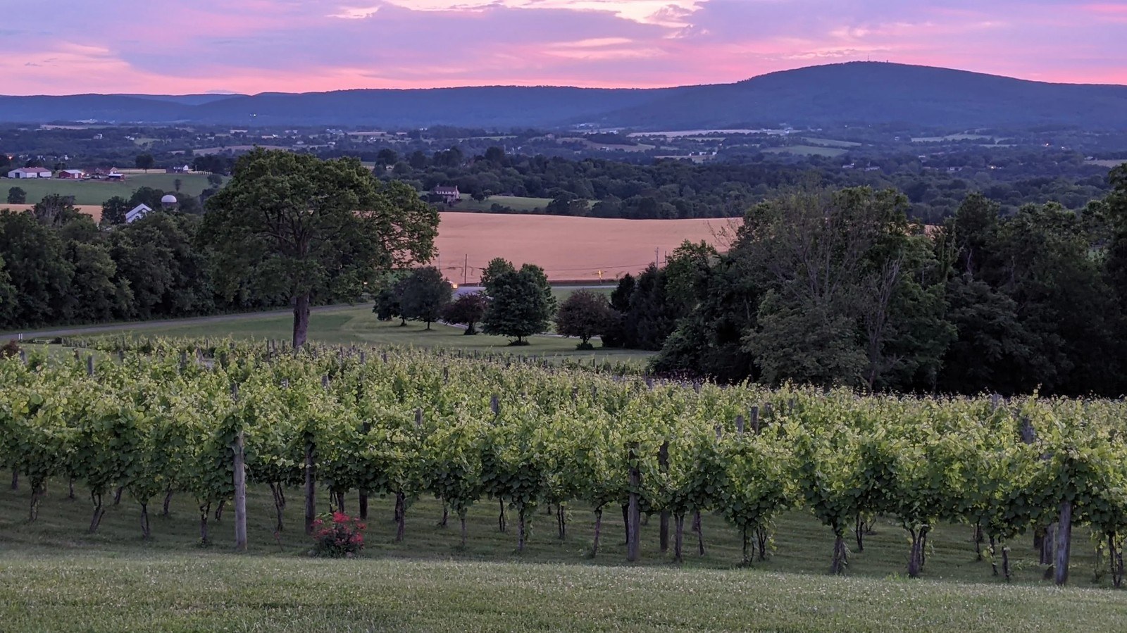 Mazzaroth Vineyard