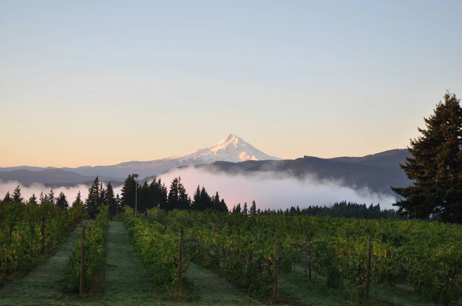 Crooked Acres Vineyard
