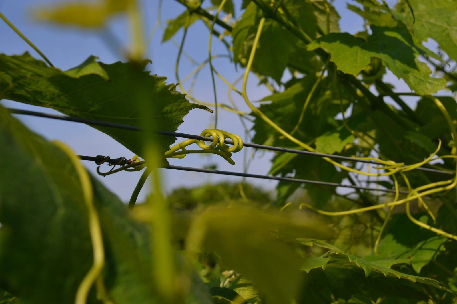 Casanelvineyards