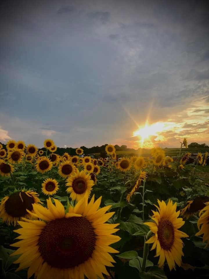 Creekside Farms & Vineyard, LLC