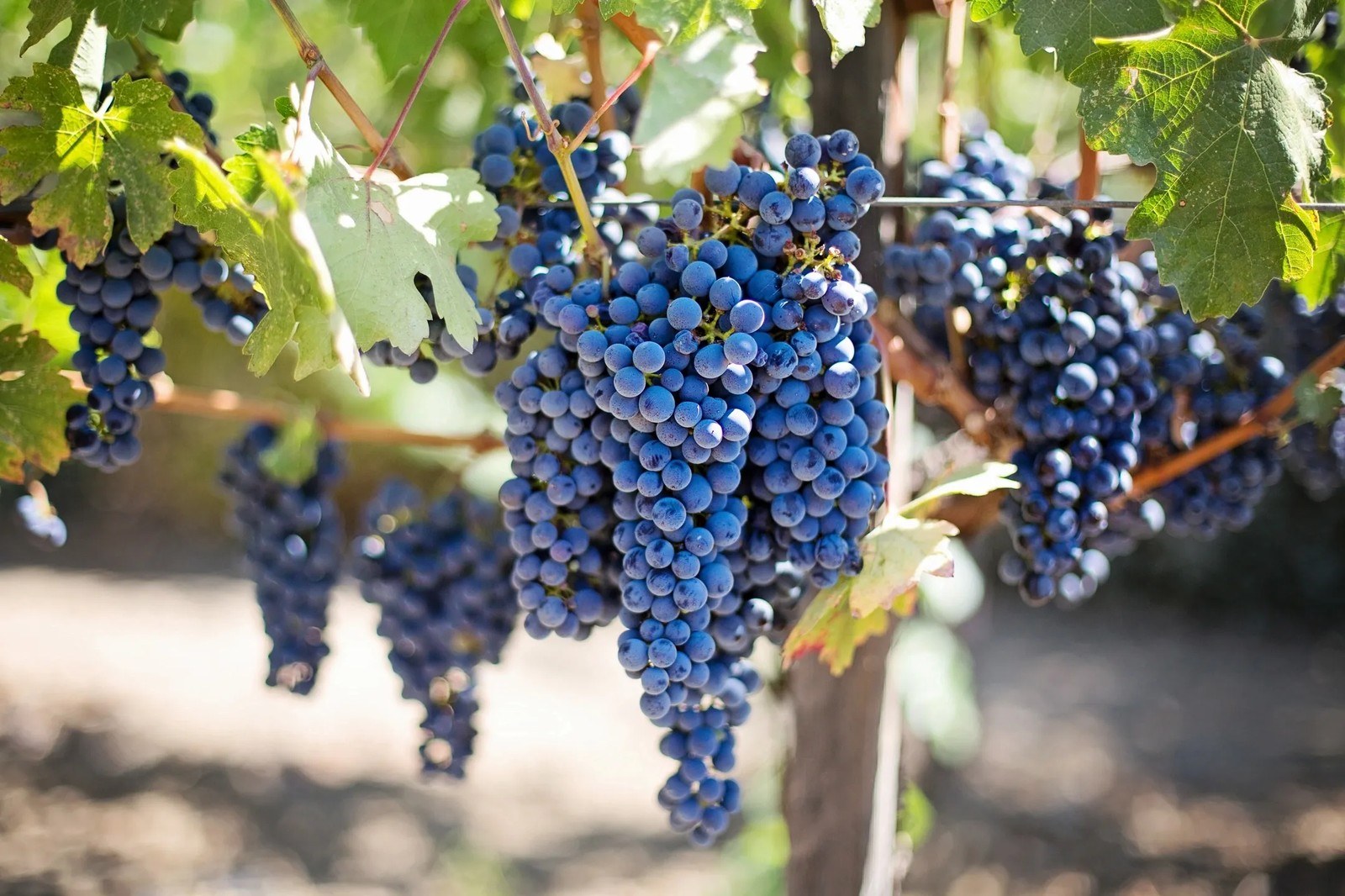 Tabor Winery