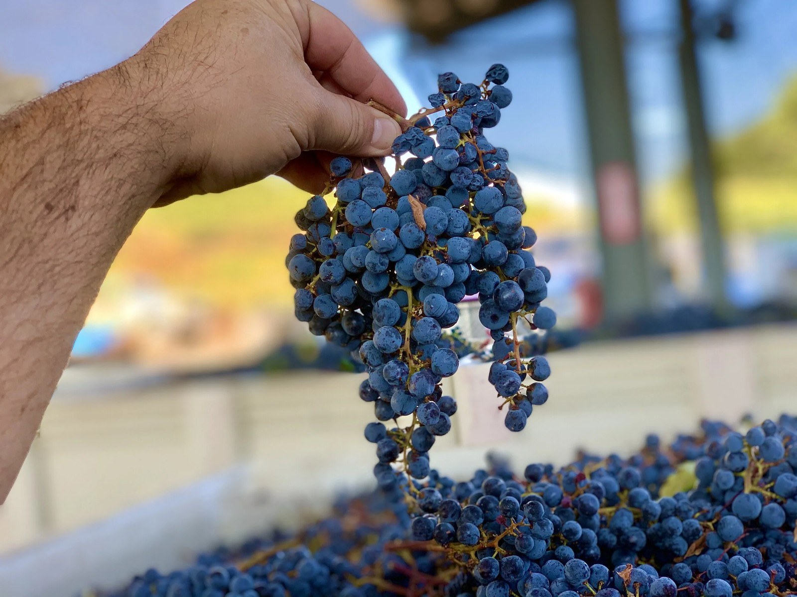 Mastro Scheidt Cellars