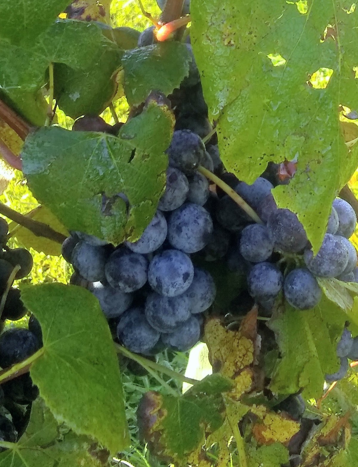 White Eyes Creek Winery