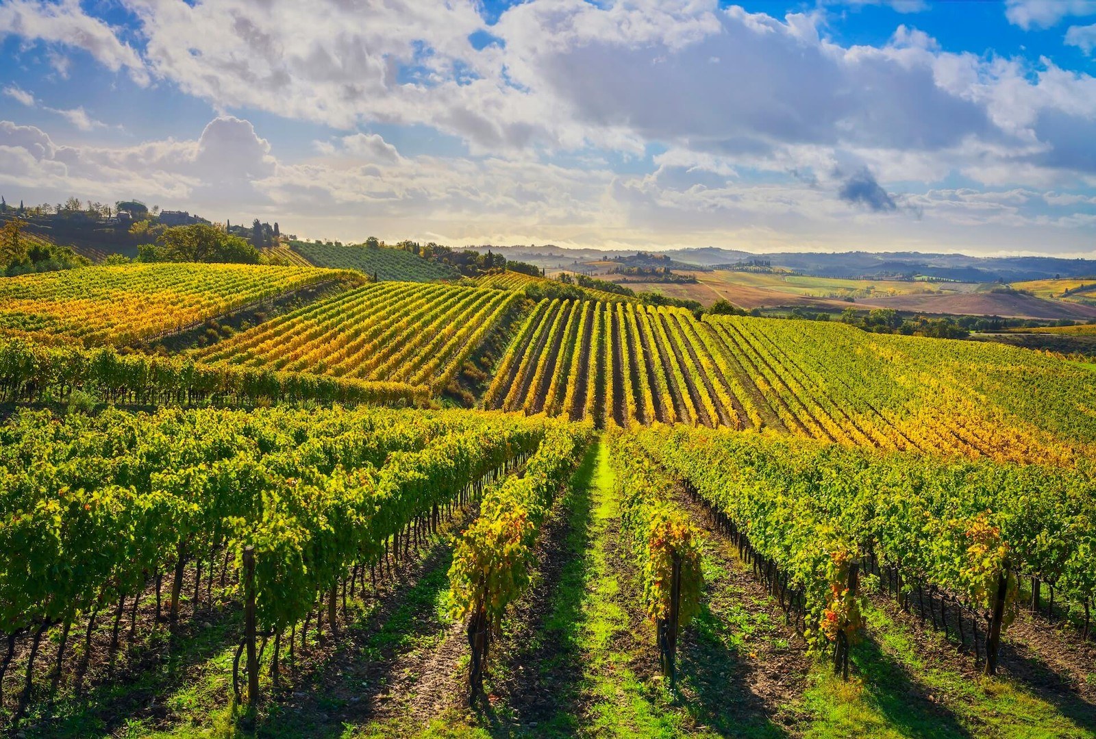 Life Wine