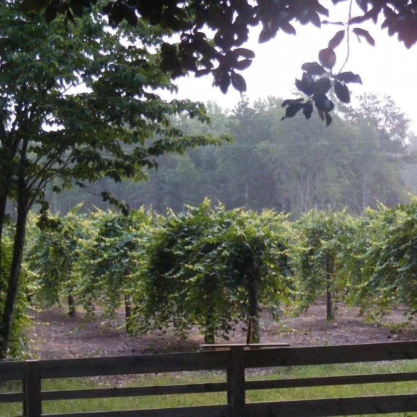 Watermelon Creek Vineyard