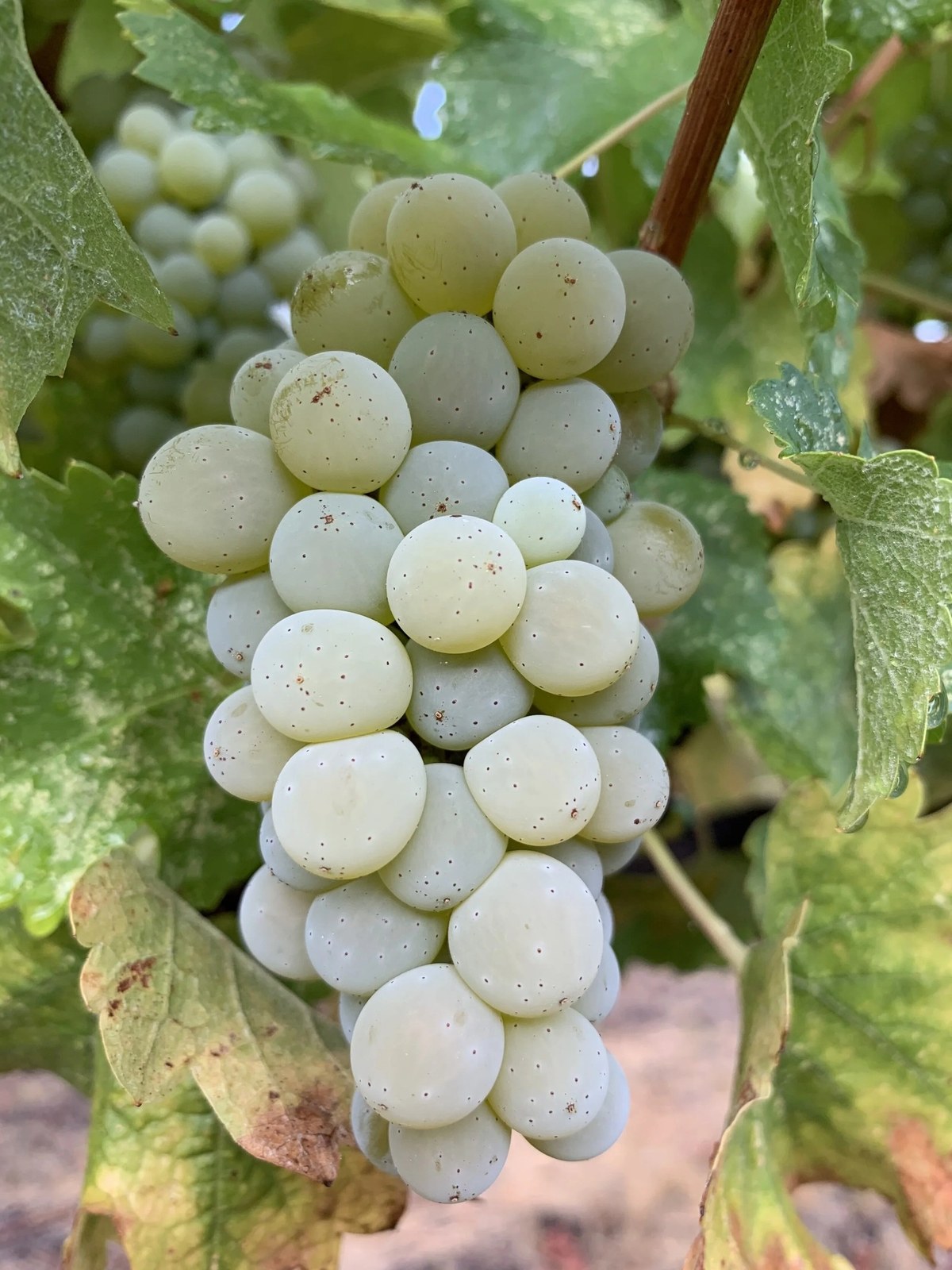 Florez Wines