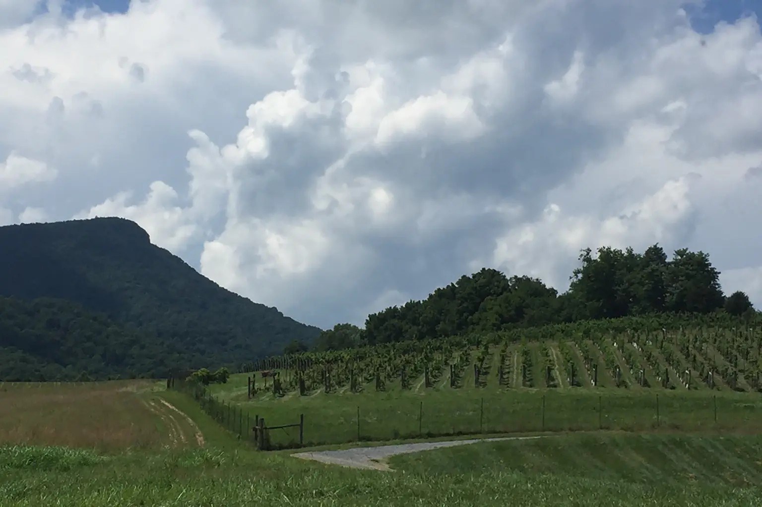 Jump Mountain Vineyard