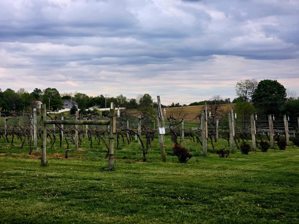 Cassel Vineyards of Hershey, LLC