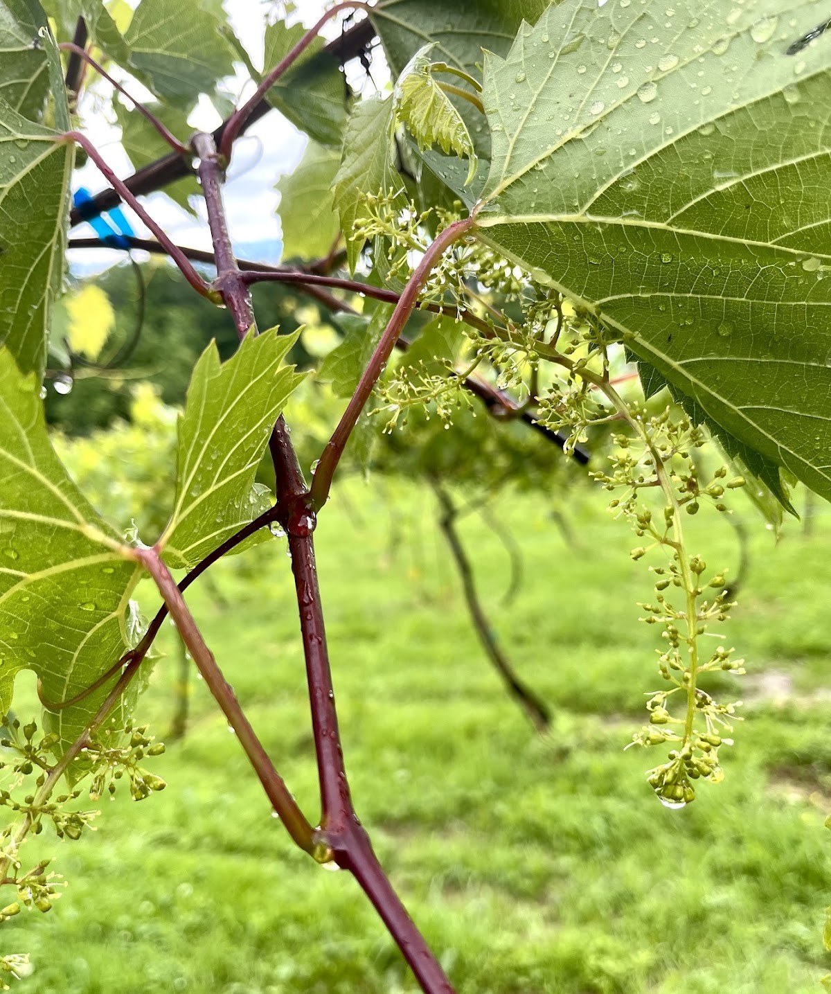 North Branch Vineyards