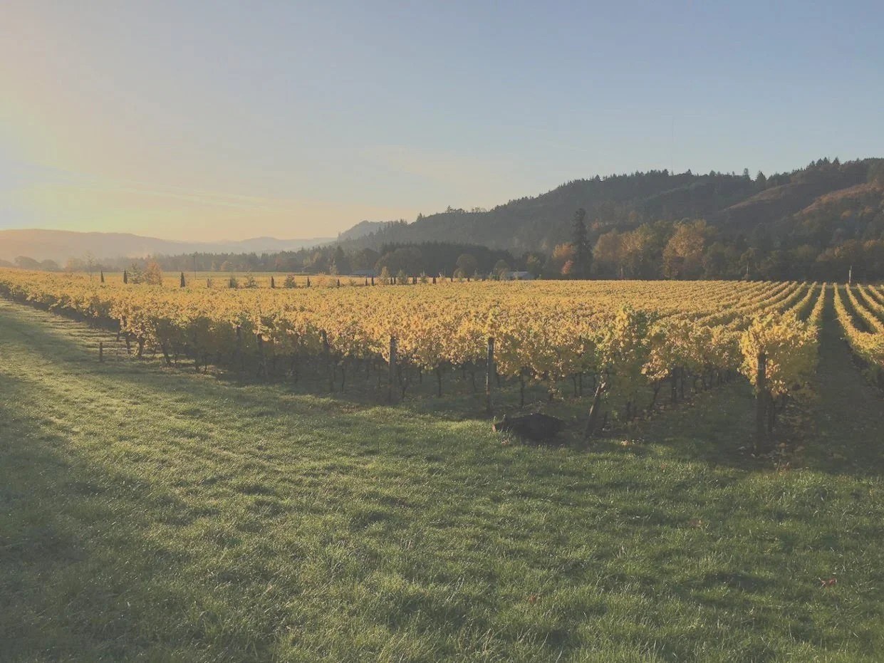 Paradis Vineyards