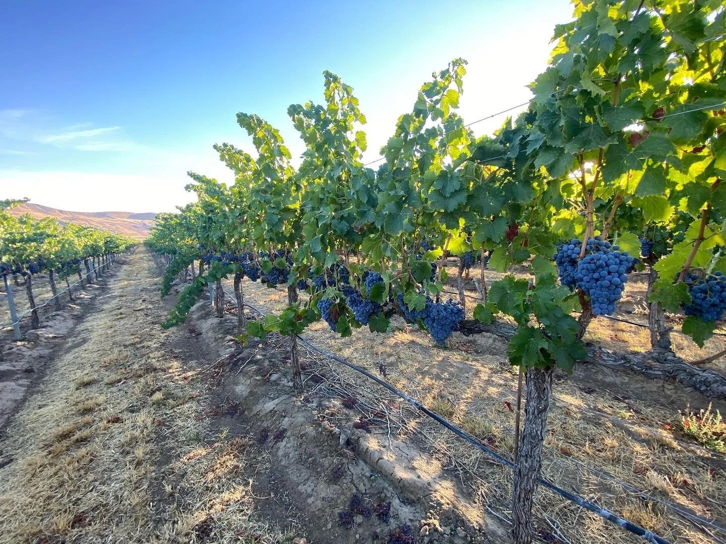 Knox Road Vineyard