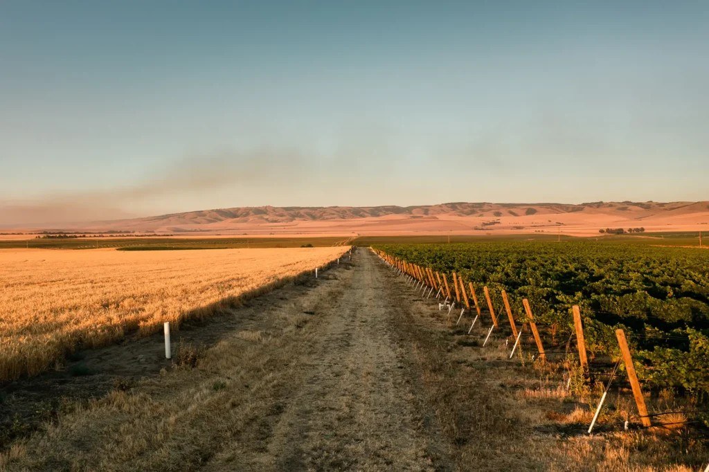 Capital Call Vintners
