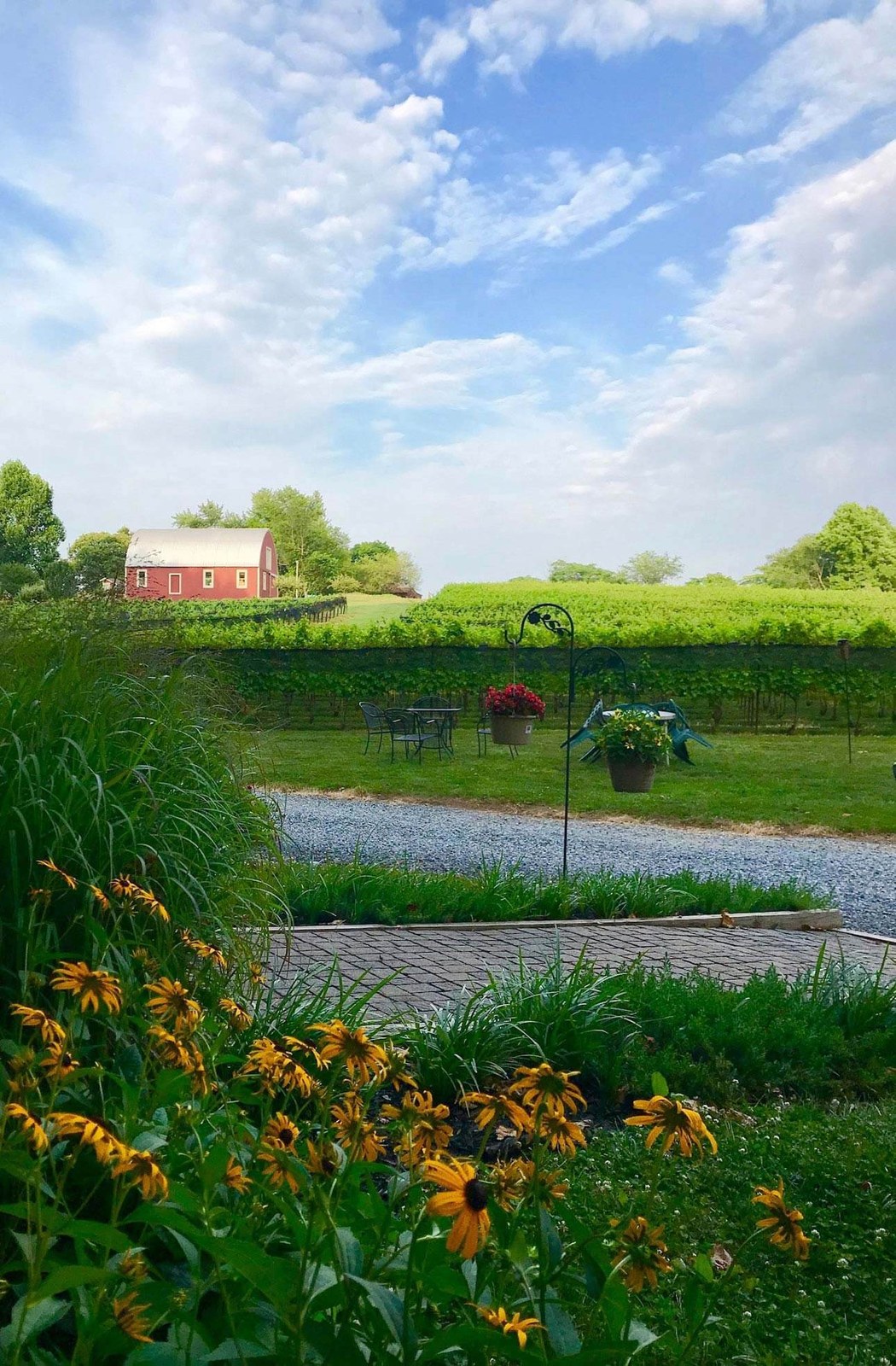 Serpent Ridge Vineyard
