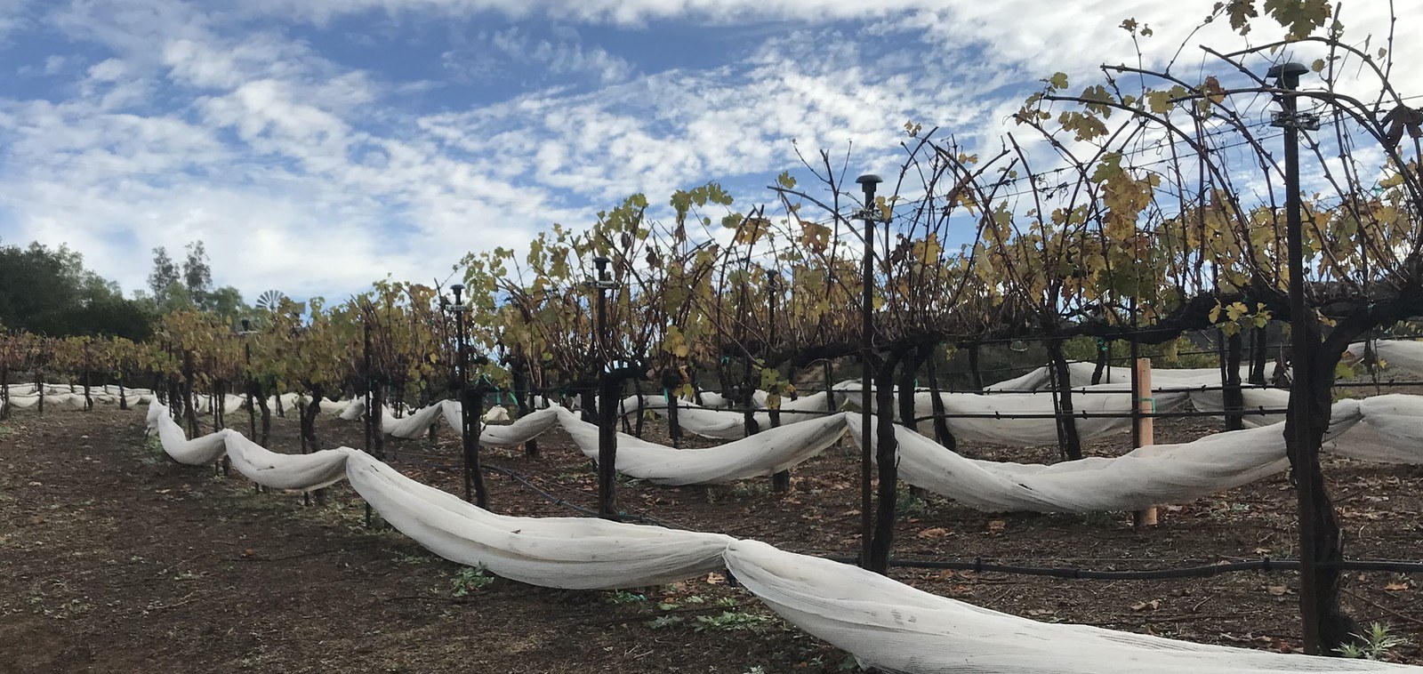 Sblendorio Winery, LLC