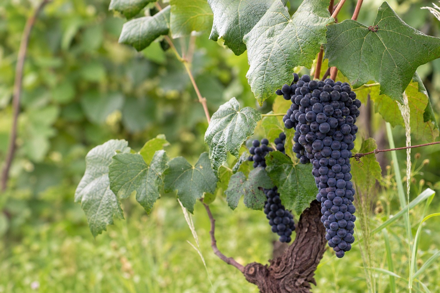 Carter Family Wines