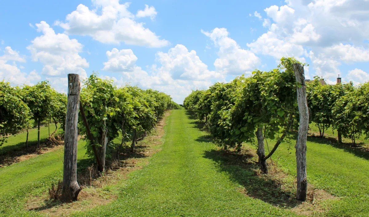 Bluejacket Crossing Vineyard & Winery