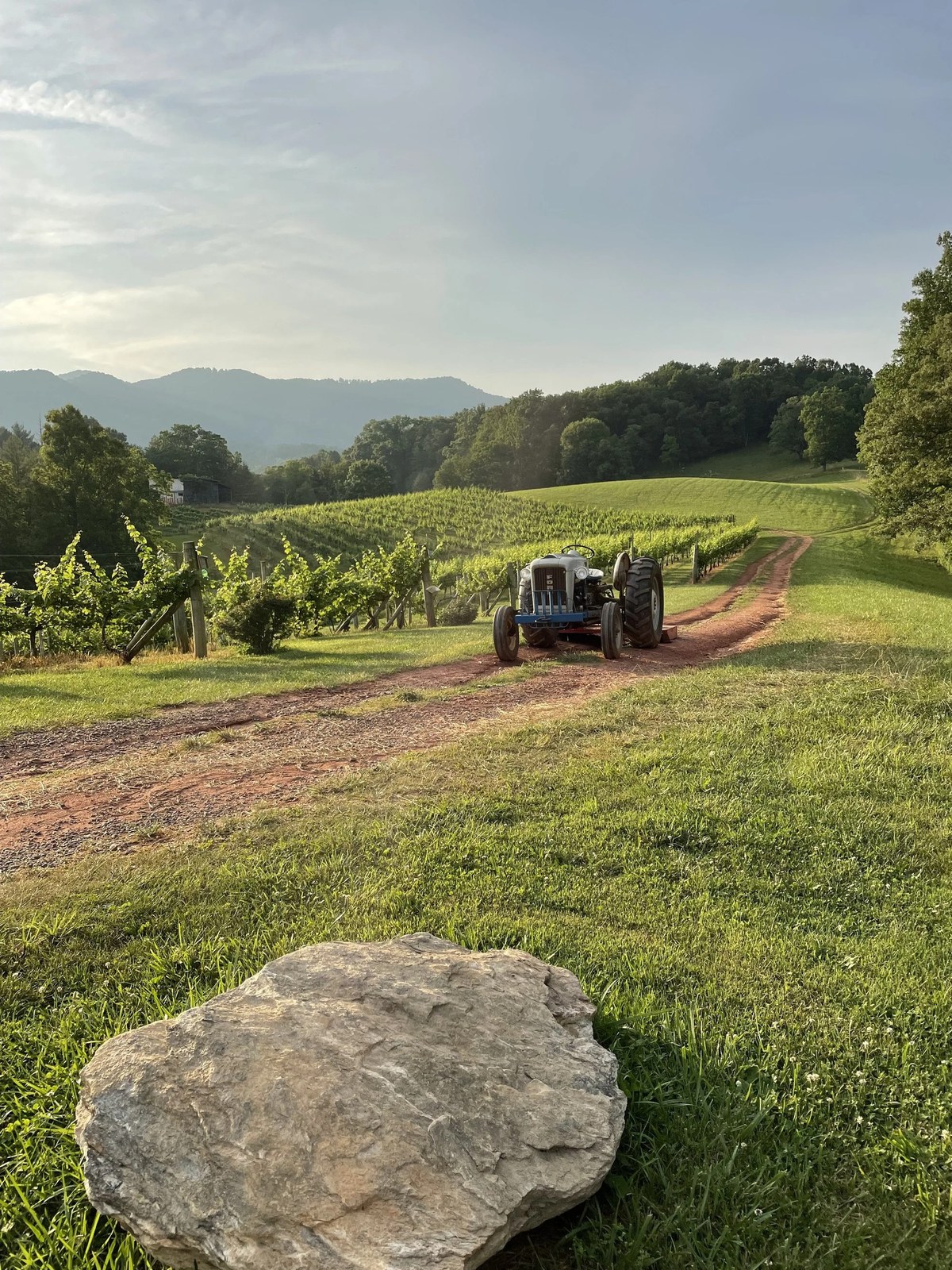 Addison Farms Vneyard