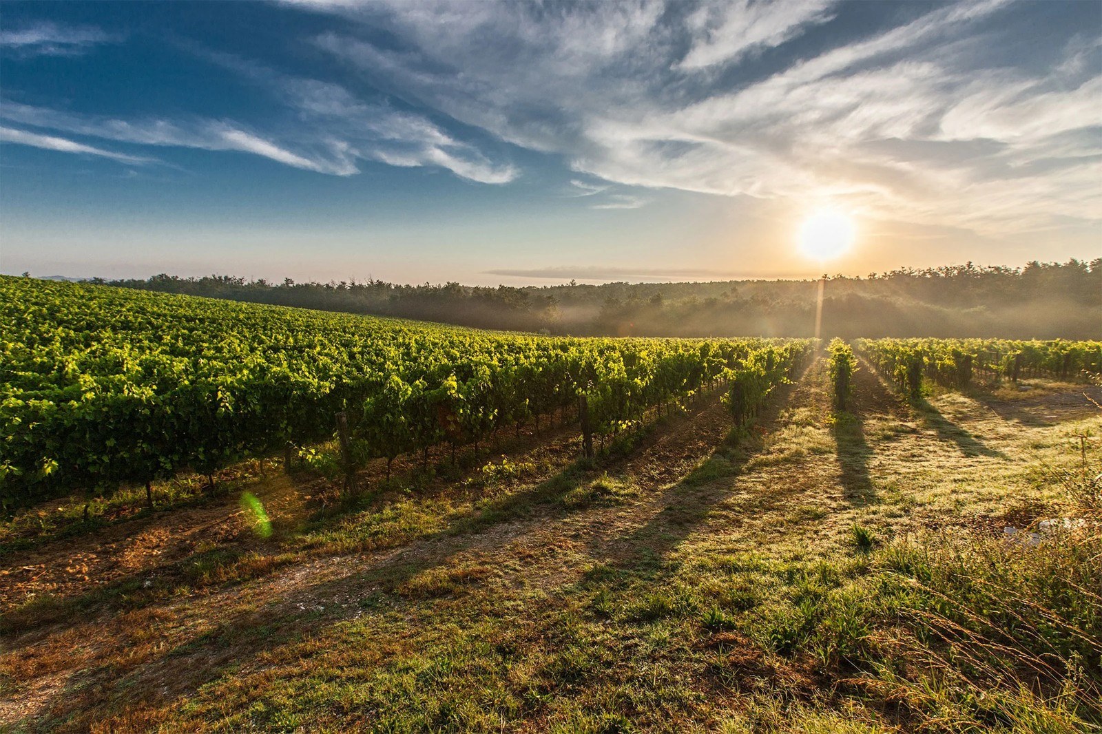 Florence Cellars