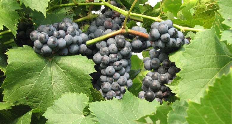 Ertel Cellars Winery