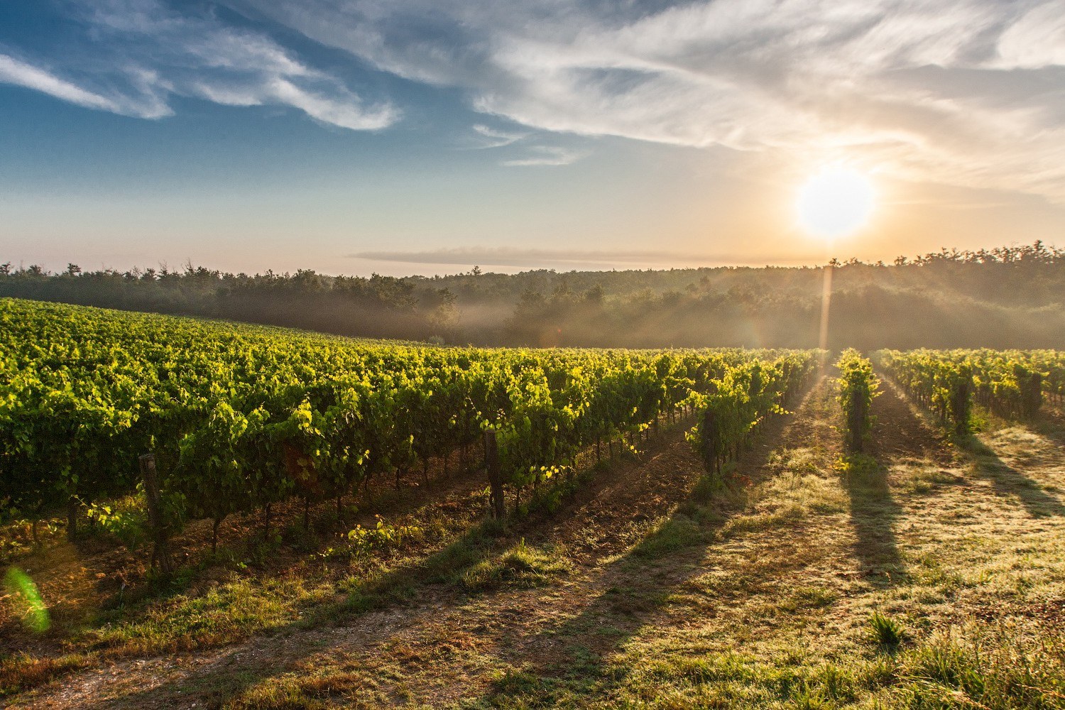 Deer Springs Winery