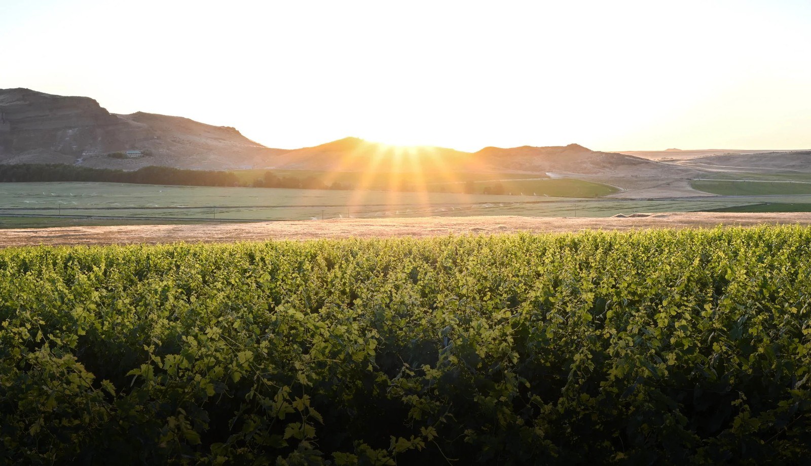 Rock Spur Winery & Vineyards