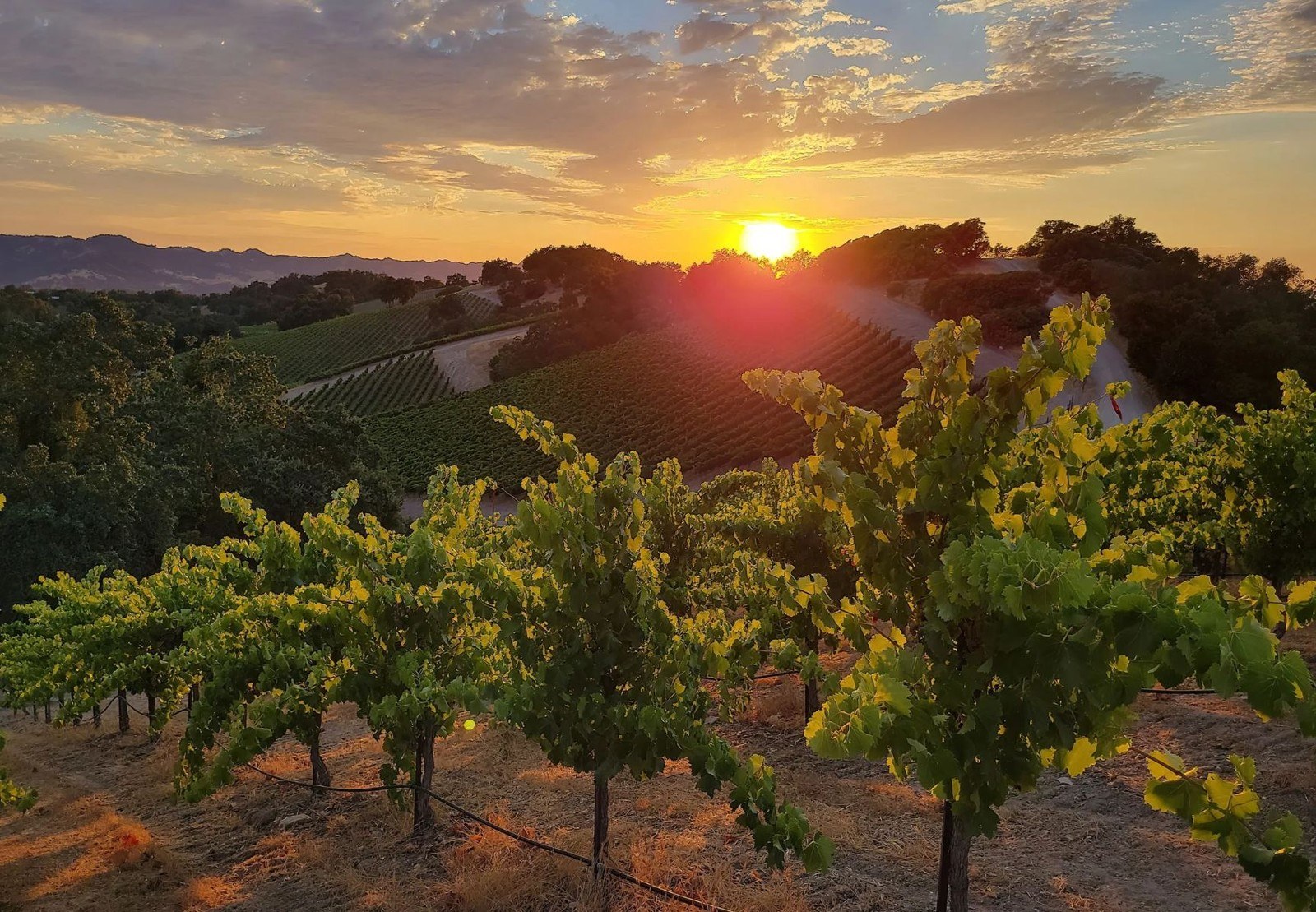 Tomi Cellars
