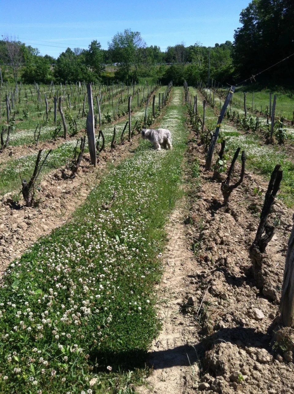 Markko Vineyard