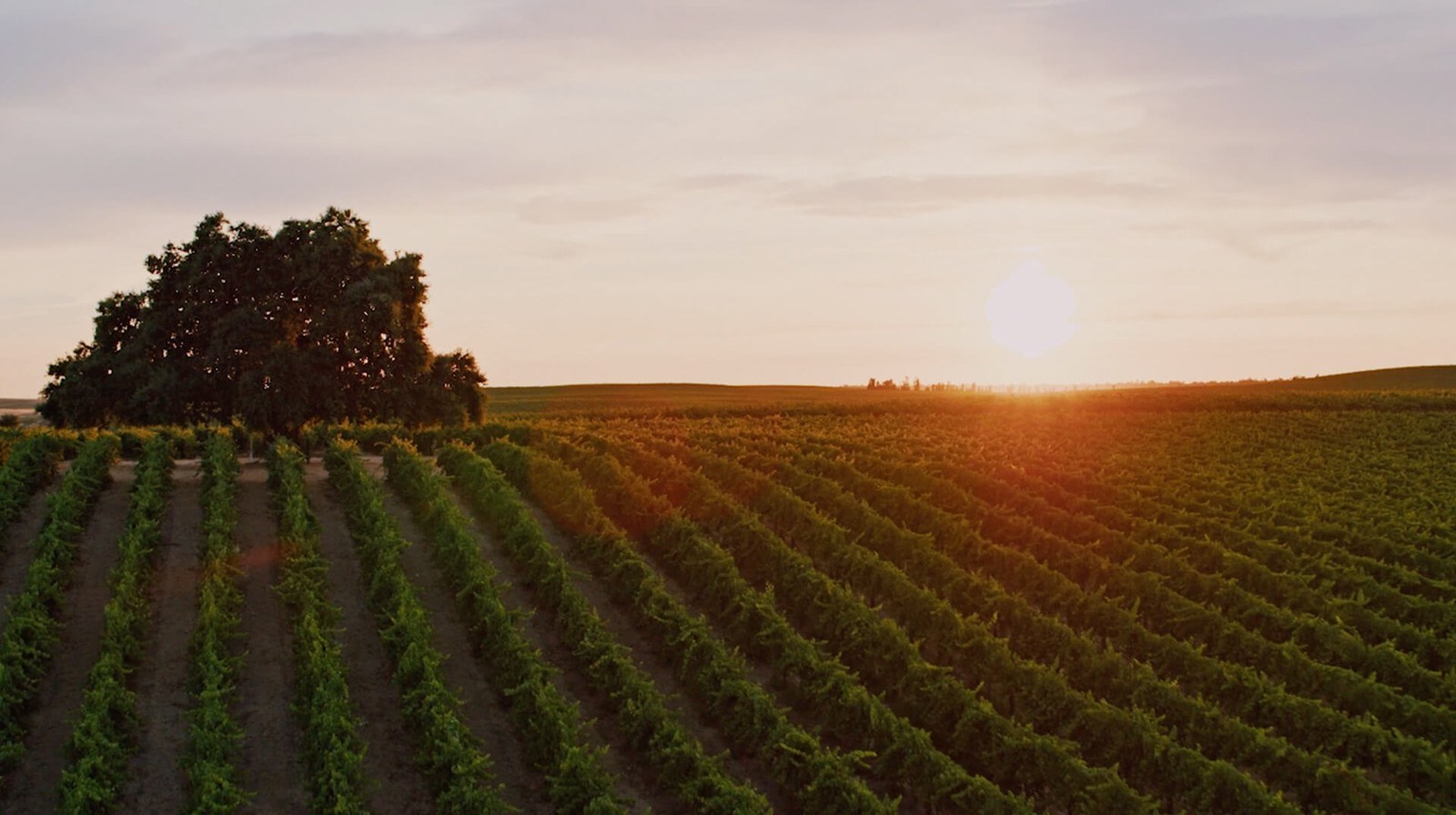 Delicato Vineyards, LLC