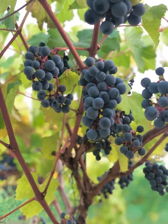 Qualusi Vineyards LLC