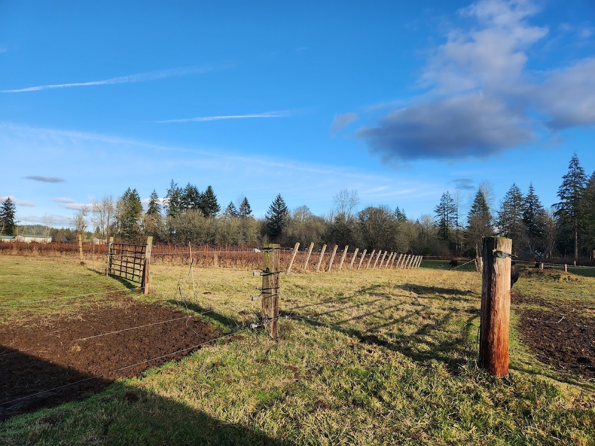 York Farm Vineyard