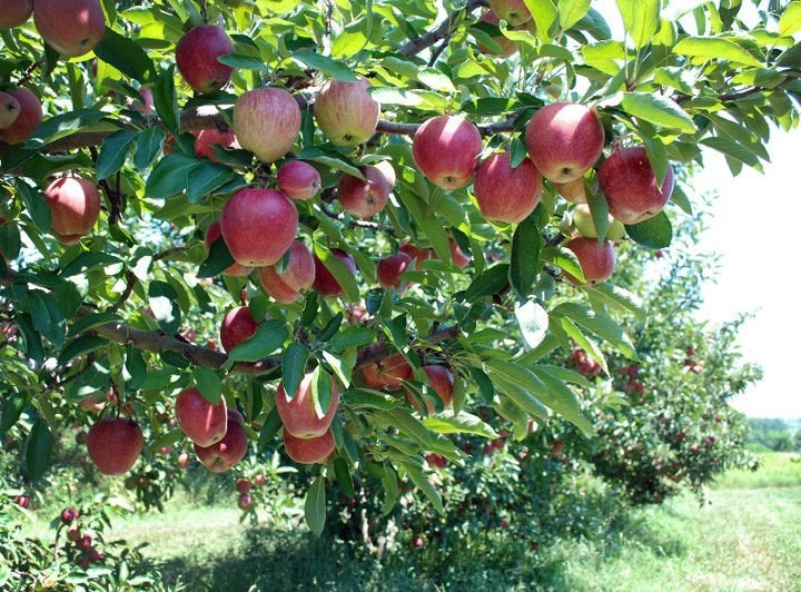 Dougherty Orchards