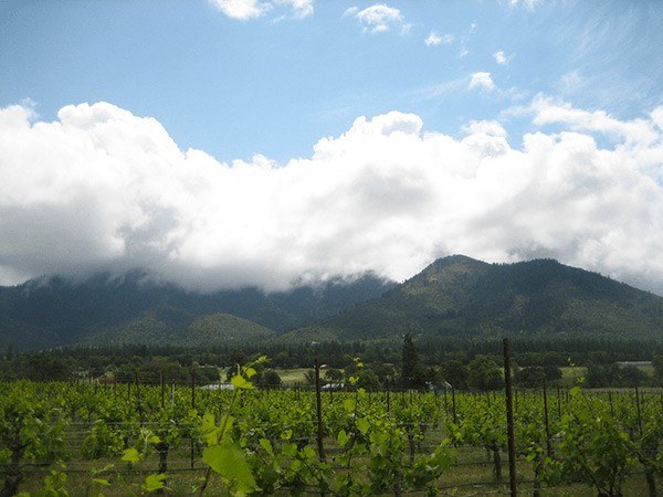 Longsword Vineyard