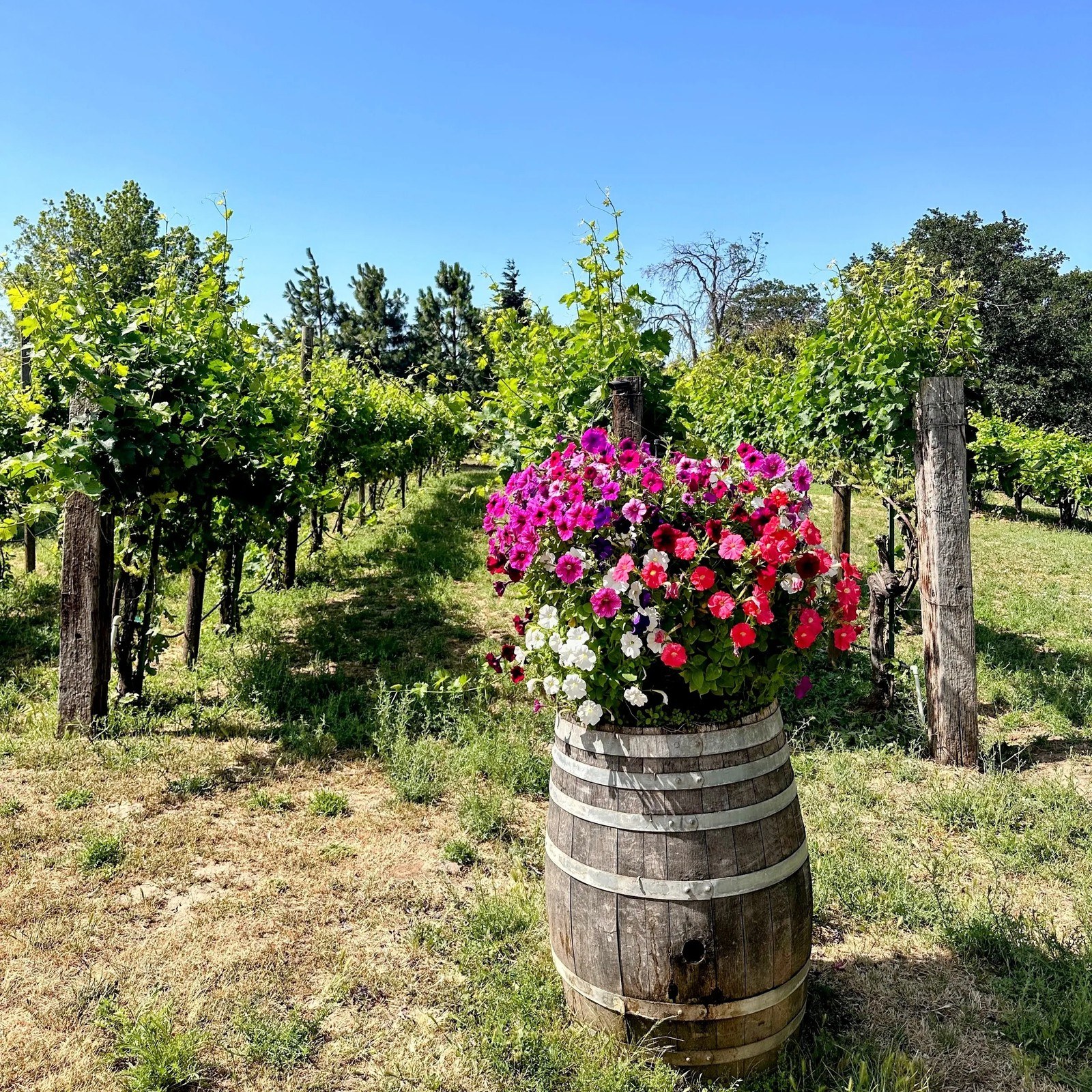 Tierra de Lobos Winery