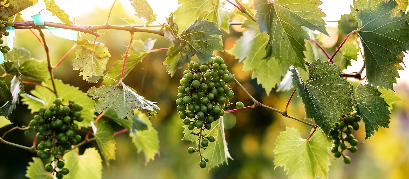 Bloom Winery LLC