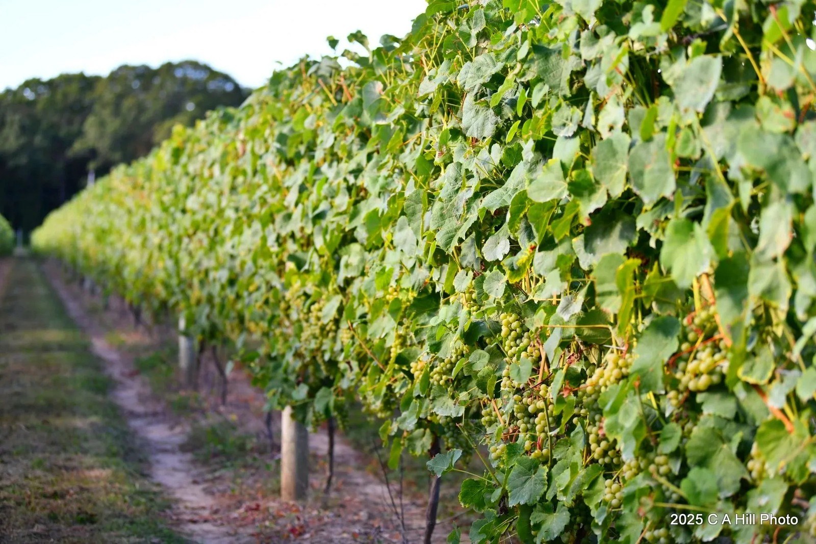 Anchor Rock Vineyards