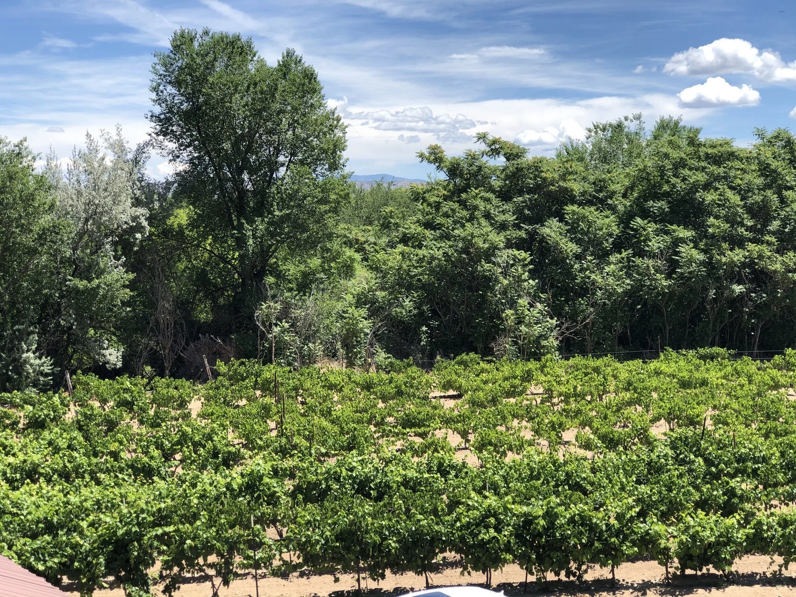 El Alamo Winery
