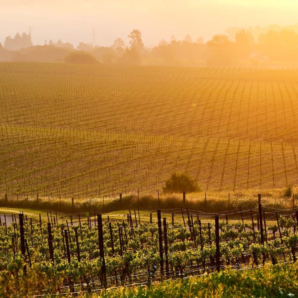 Diablo Paso Wines, LLC