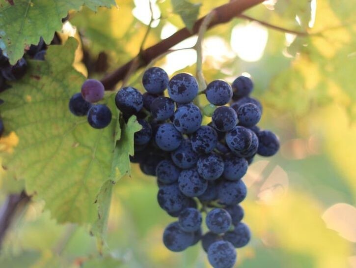 Eibert Vineyards