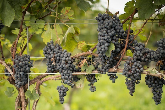Greenvale Vineyards Ltd.