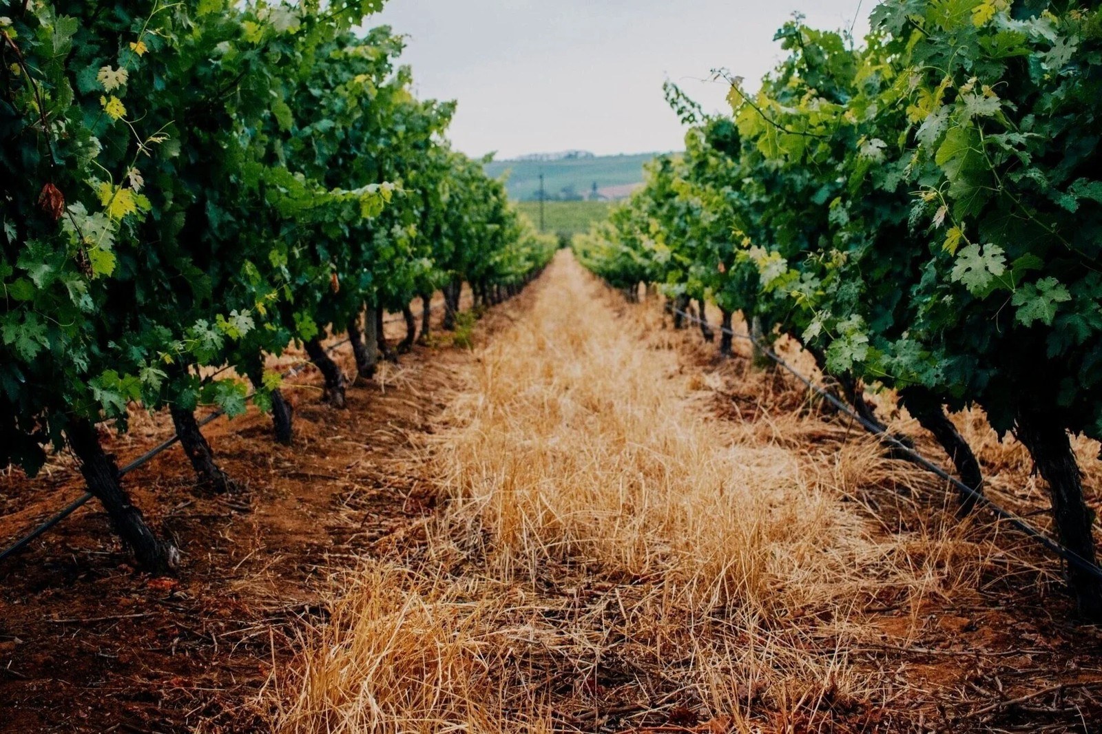 Szabo Vineyards