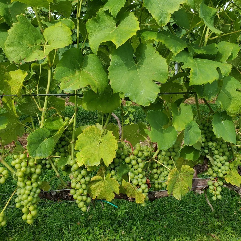 Cassidy Hill Winery
