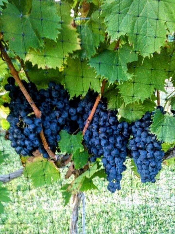 Fancy Farm Vineyard and Winery LLC